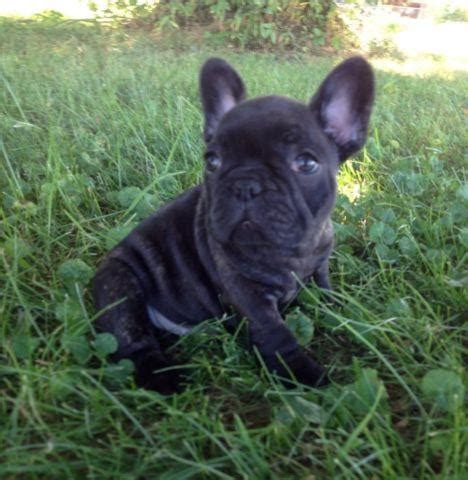 AKC chocolate & brindle French Bulldog puppies for Sale in Ashland, Ohio Classified ...