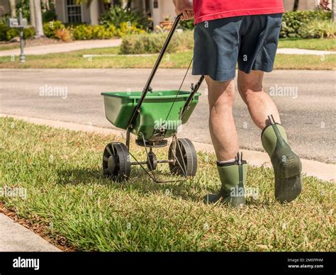 Man fertilizing and seeding residential lawn with manual grass seed spreader Stock Photo - Alamy