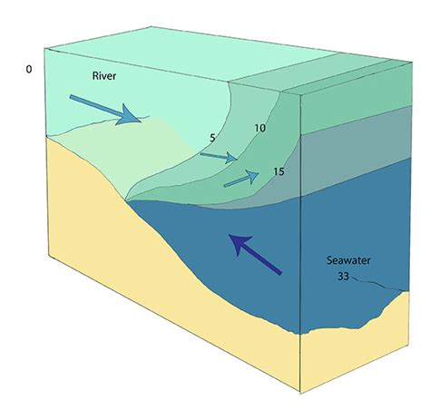 13.6: Estuaries - Geosciences LibreTexts