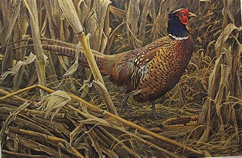 Robert BATEMAN Strutting Ring-necked Pheasant LTD art print Artist Proof | eBay