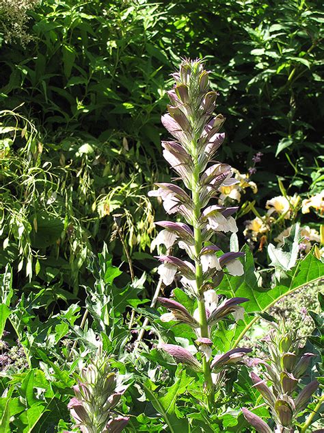 Bear's Breeches (Acanthus spinosus) in Naperville Aurora Batavia Oswego ...