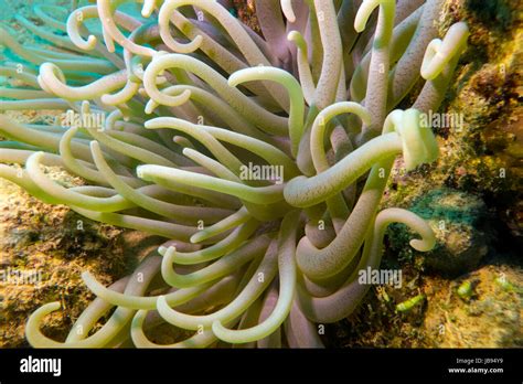 coral reef with sea anemones Stock Photo - Alamy