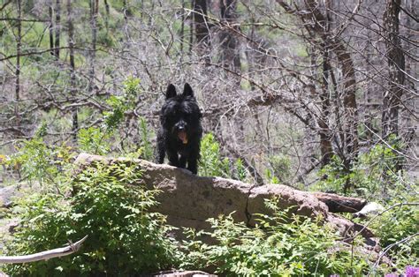 Southern New Mexico Explorer: Gallinas Trail( FT 129), 2015- Gila ...