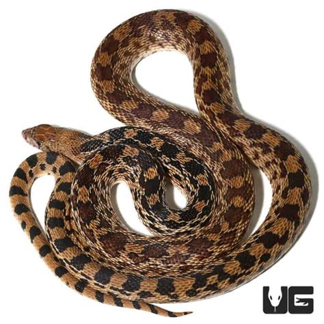 Gopher Snakes (Pituophis catenifer catenifer) For Sale - Underground Reptiles