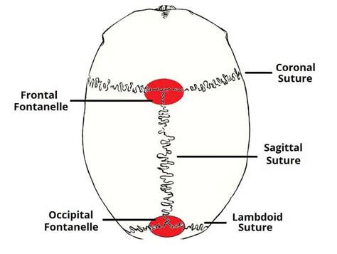 Sagittal Suture