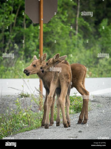 Moose in Alaska Stock Photo - Alamy