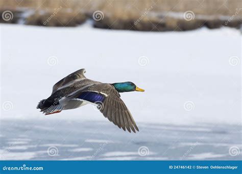 Flying Drake Mallard stock photo. Image of mallard, waterfowl - 24746142