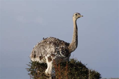 The Wildlife of Torres del Paine National Park - Animals Network