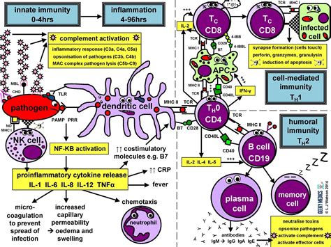 Immune Response | Immune Cell Types | Geeky Medics