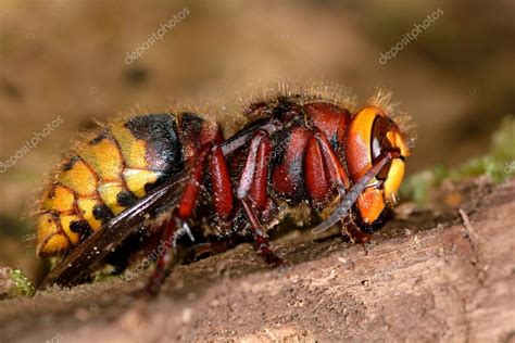 Images: queen hornet | Hornet (Vespa crabro) queen — Stock Photo ...