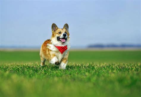 Corgi Dog Running Across Green Grass | Dog Photography Pictures