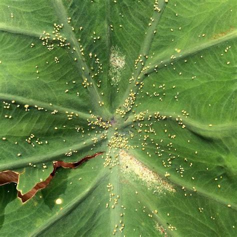 Taro (Colocasia esculenta): Aphids and spider mites | Flickr