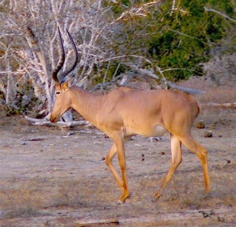 1000+ images about Hirola on Pinterest | Africa, Hunters and Animals