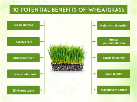 10 Benefits of Wheatgrass - Super-rich in Antioxidants and Nutrients