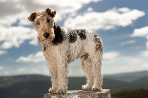 Wire Fox Terrier: Dog Breed Characteristics and Care