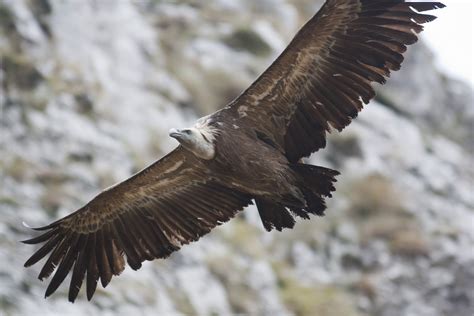 Birding Picos de Europa: Picos de Europa Birding Tour