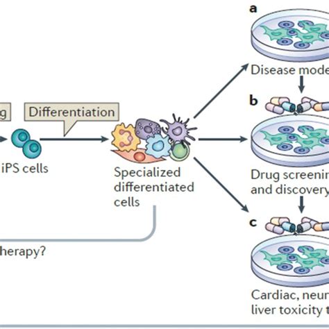 Human iPS cell derivation, differentiation and applications. Adult ...