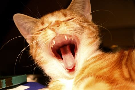 Yawning cat Free Photo Download | FreeImages