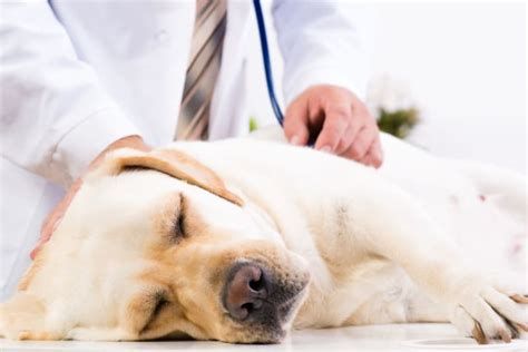 What Is Whipworm in dogs? Causes, Treatment, & Prevention | Redmond Vet