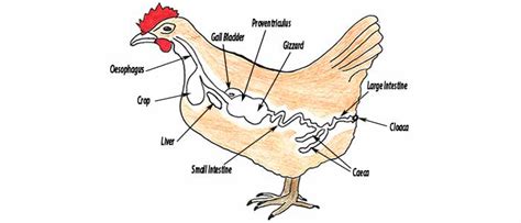 The Digestive System of a Chicken