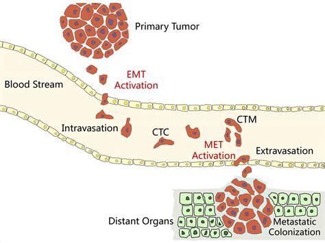 Clinical Applications of Circulating Tumor Cells in Pharmacotherapy: Challenges and Perspectives ...