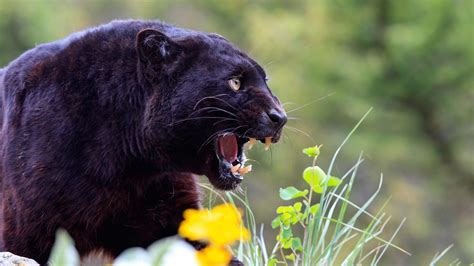 Rare black panther spotted in Odisha after 26 years | Condé Nast ...