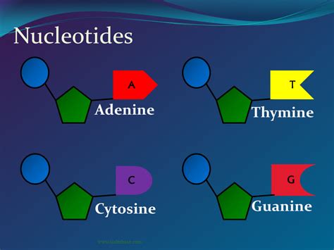 Dna Nucleotide Diagram Labeled