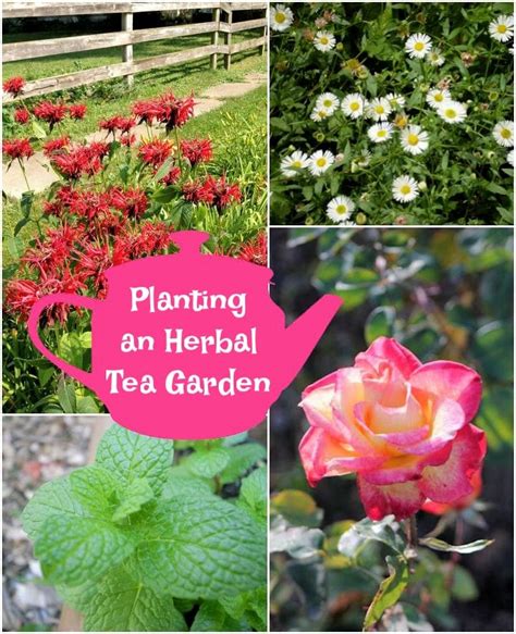 Planting an Herbal Tea Garden - Mom Foodie