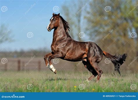 English Thoroughbred Horse Jumping with a Beautiful Background Stock ...