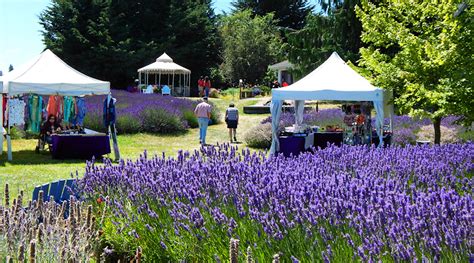 Sequim Lavender Festival | Seattle and Sound