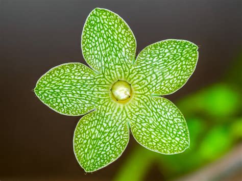 One of our coolest Texas native plants Matelea reticulata 'Net Vein Milkvine' : r/texas