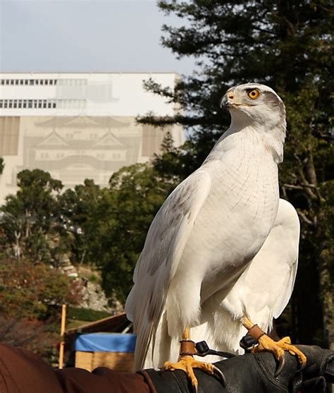 17 Best images about Falconry on Pinterest | Peregrine falcon, Raptors ...