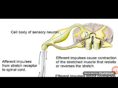 Physiology of motor system - YouTube