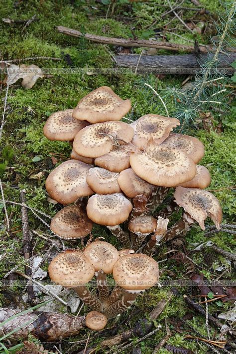 British Isles fungi and some slime moulds