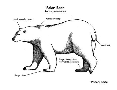 Polar Bear Diagram