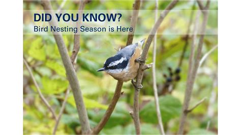 Bird Nesting Season is Here