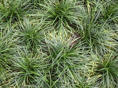 Ornamental Dwarf Grass Information: Selecting Dwarf Ornamental Grass Varieties