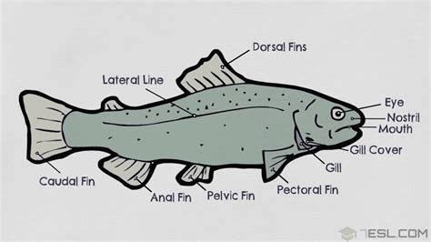 Parts of a Fish in English with Pictures • 7ESL