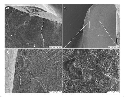 (a) The fracture origin on the palatal fragment of Figure 1(e) (see... | Download Scientific Diagram