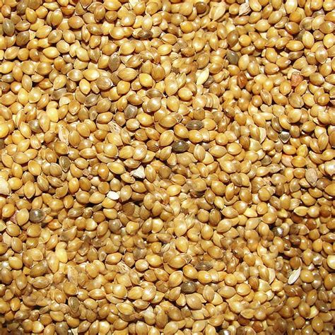 PURE POINT Natural Kutki Samulu Panicum Sumatrense Seeds, Packaging Type: Packet at Rs 150/kg in ...