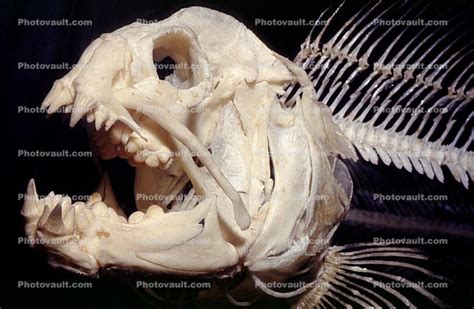 Eel Skeleton