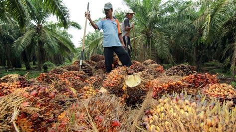 pengurusan ladang kelapa sawit - Joshua Henderson