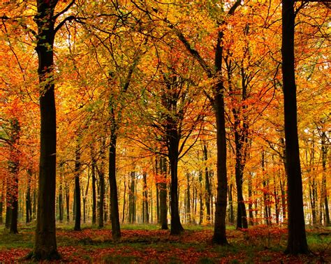 Forest Trees in Autumn | Just before the winds blew all the … | Flickr