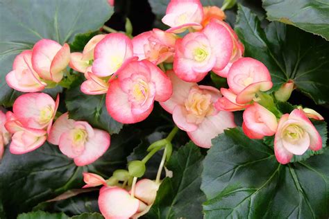 How to Grow and Care for Tuberous Begonias | Gardener’s Path