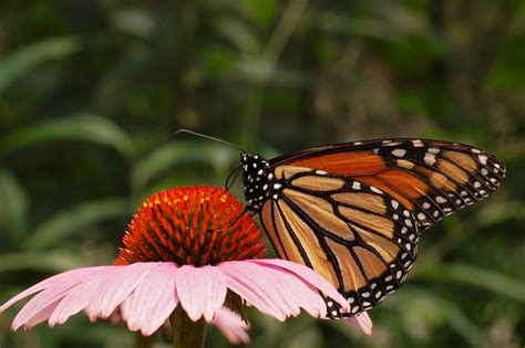 Photo of Monarch Butterfly Danaus plexippus Purple Coneflower 3008