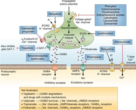 Epilepsy Treatment | en1neuro