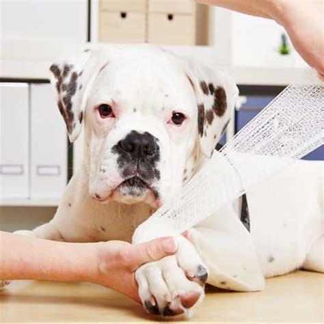 How To Treat A Dog With A Pulled Muscle