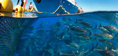 Sustainable Bluefin Tuna? Not So Fast. | Hakai Magazine