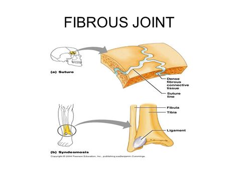 Strong and Flexible Fibrous Joints