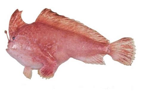 Pink handfish species declared endangered after 22 years without a sighting - ABC News